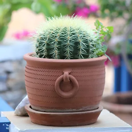 Panorama Σπίτι διακοπών *