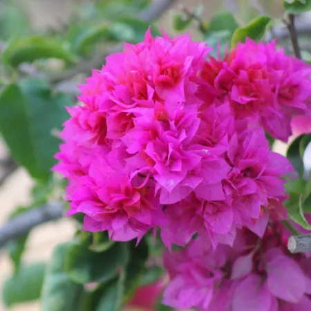 Panorama Σπίτι διακοπών *